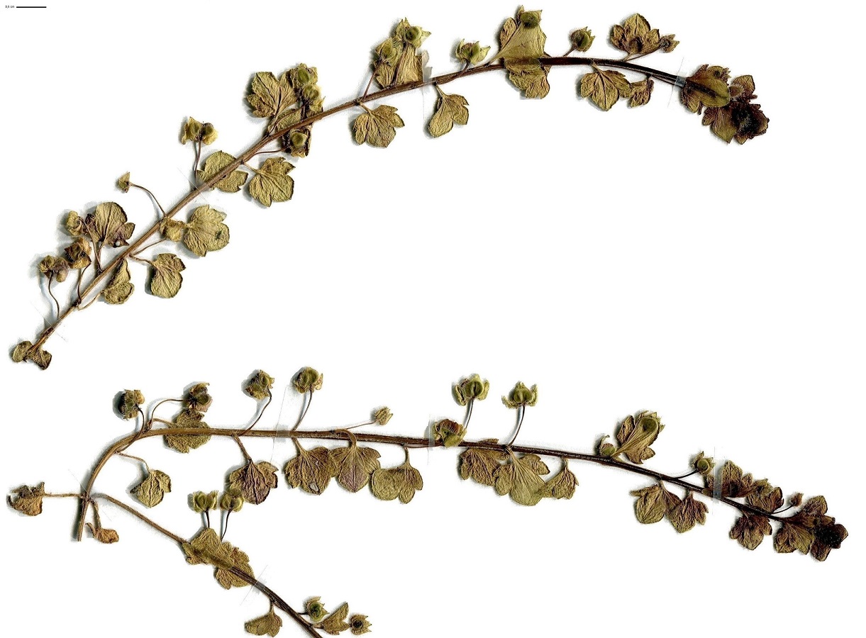Veronica triloba (Plantaginaceae)